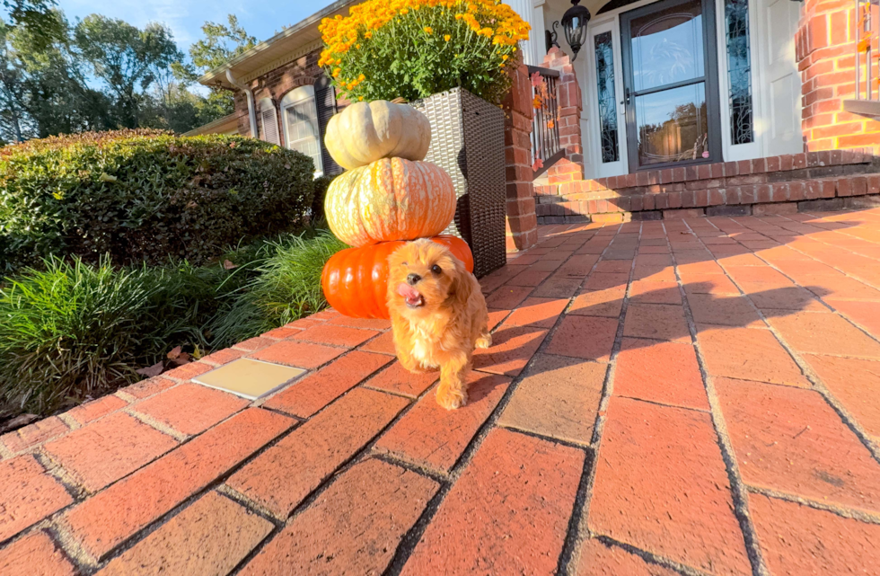 Cute Malt a Poo Poodle Mix Puppy
