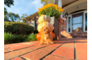 Cute Malt a Poo Poodle Mix Puppy