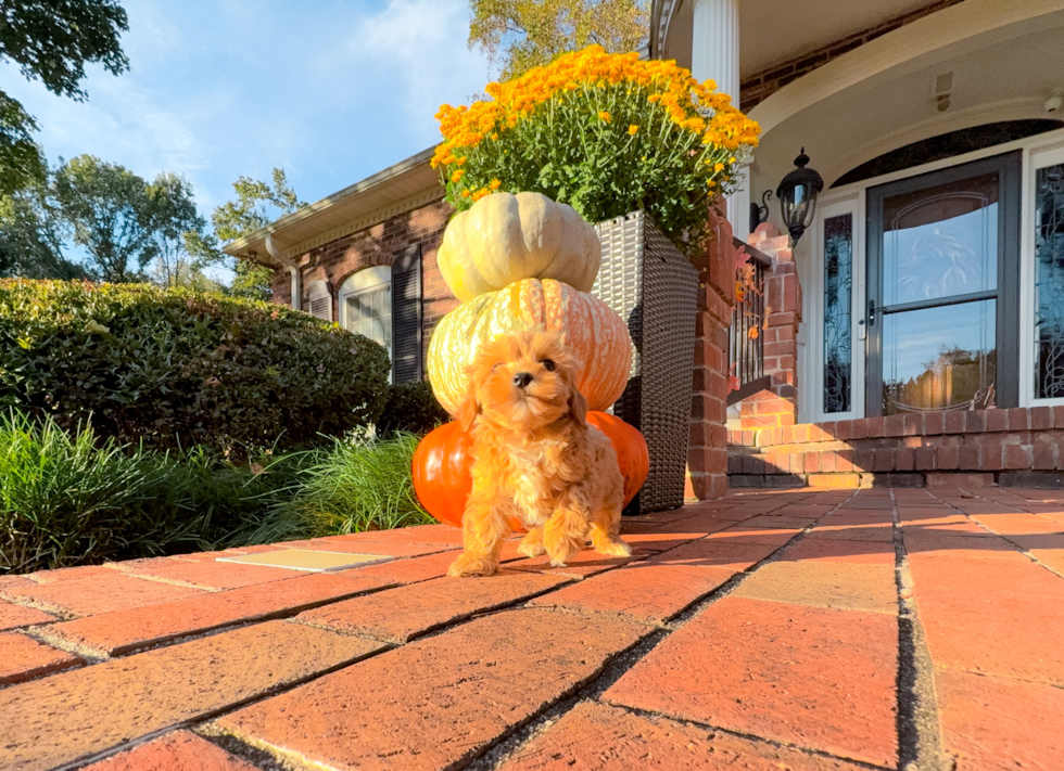 Cute Malt a Poo Poodle Mix Puppy