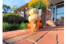 Maltipoo Puppy for Adoption
