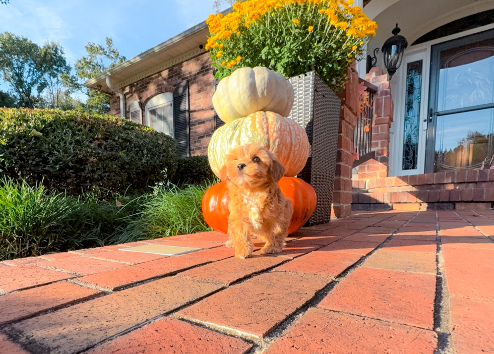 Maltipoo Puppy for Adoption