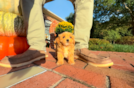 Maltipoo Puppy for Adoption