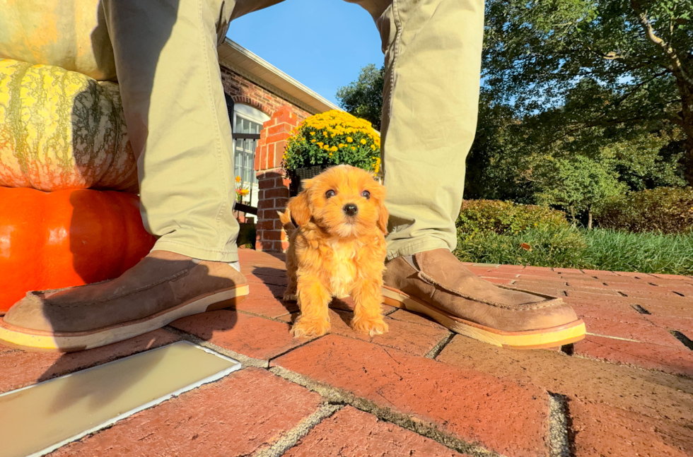 Maltipoo Puppy for Adoption