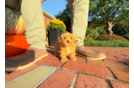 Best Maltipoo Baby