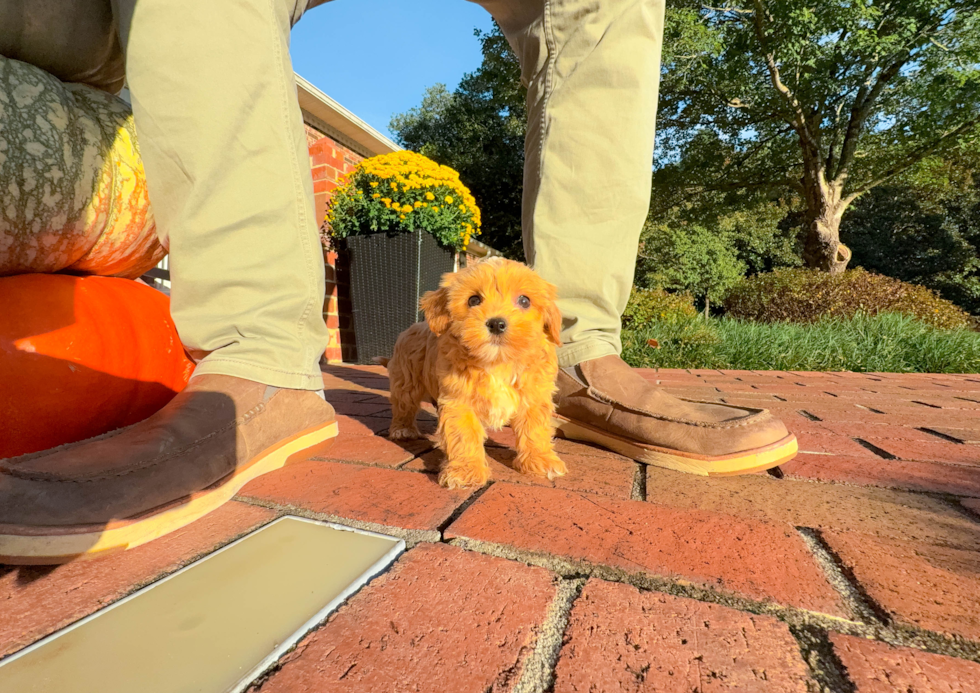 Best Maltipoo Baby