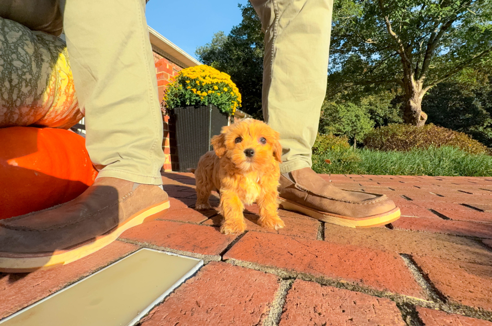 9 week old Maltipoo Puppy For Sale - Simply Southern Pups