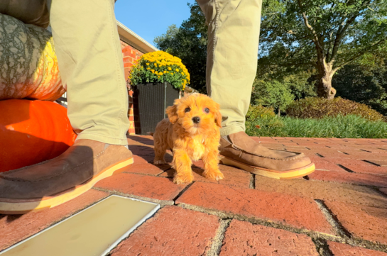 Best Maltipoo Baby