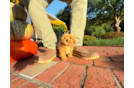 Best Maltipoo Baby