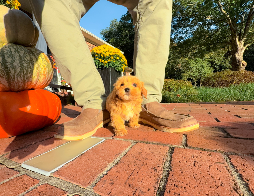 Best Maltipoo Baby