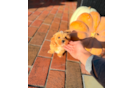 Maltipoo Pup Being Cute