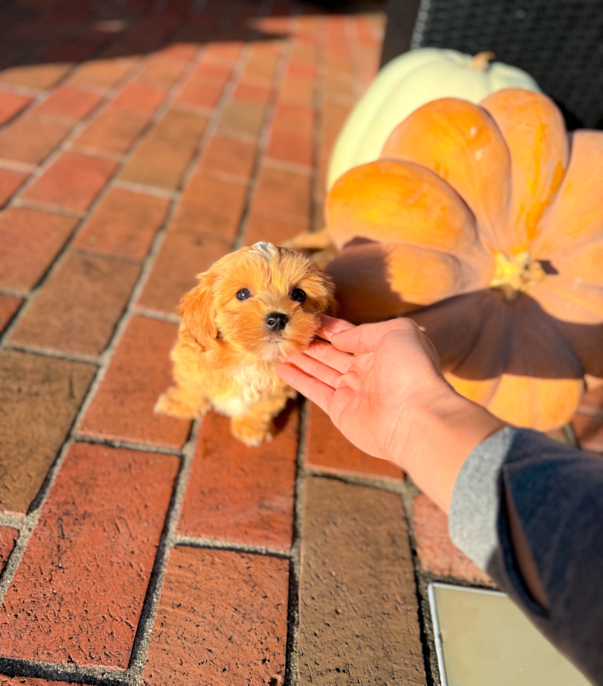 Maltipoo Pup Being Cute