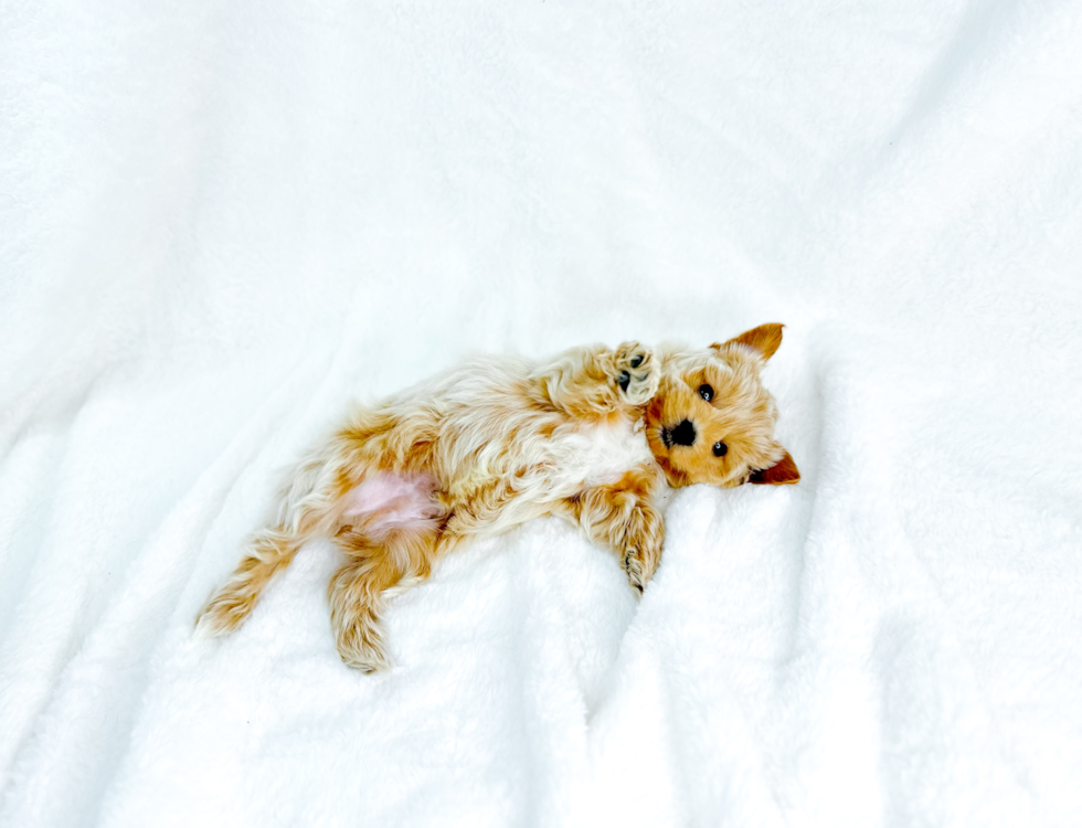 Cute Malt a Poo Poodle Mix Puppy