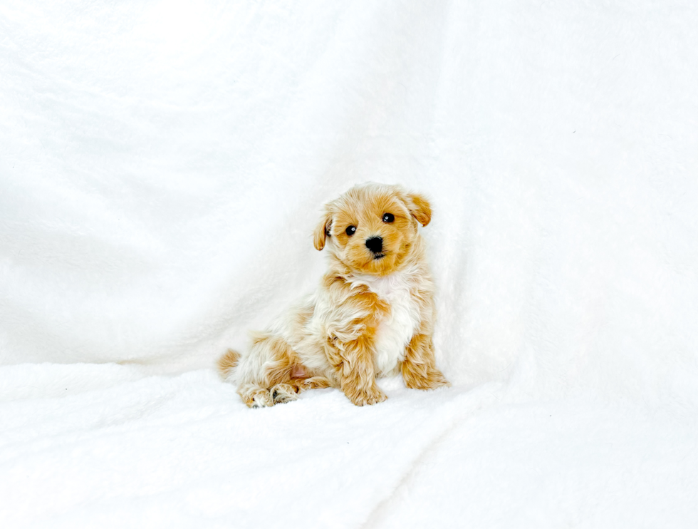 Cute Maltipoo Poodle Mix Pup
