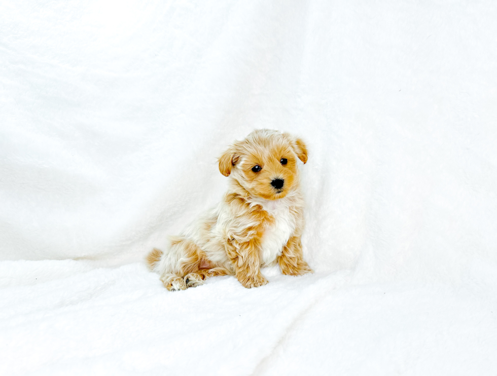 Maltipoo Pup Being Cute