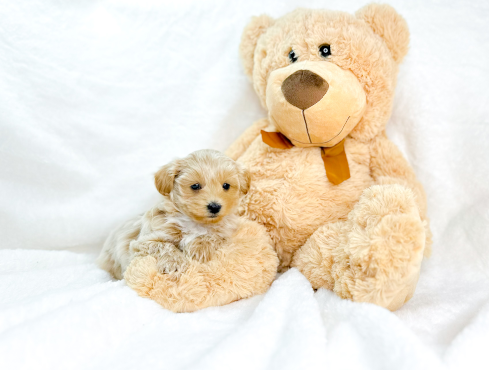 Maltipoo Pup Being Cute