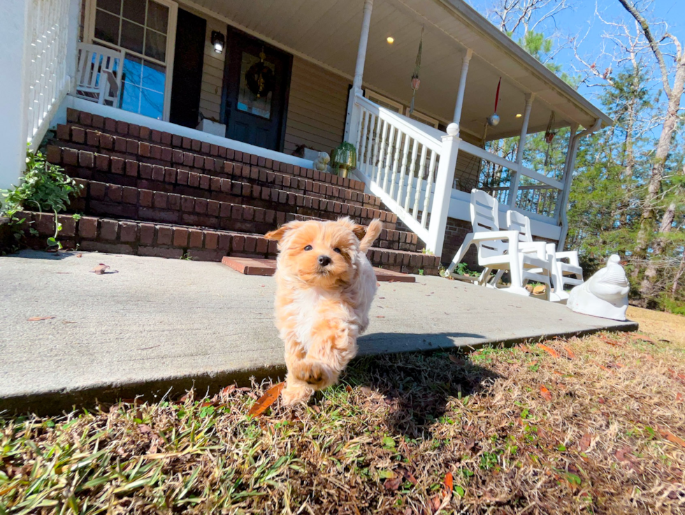 Cute Maltipoo Poodle Mix Pup