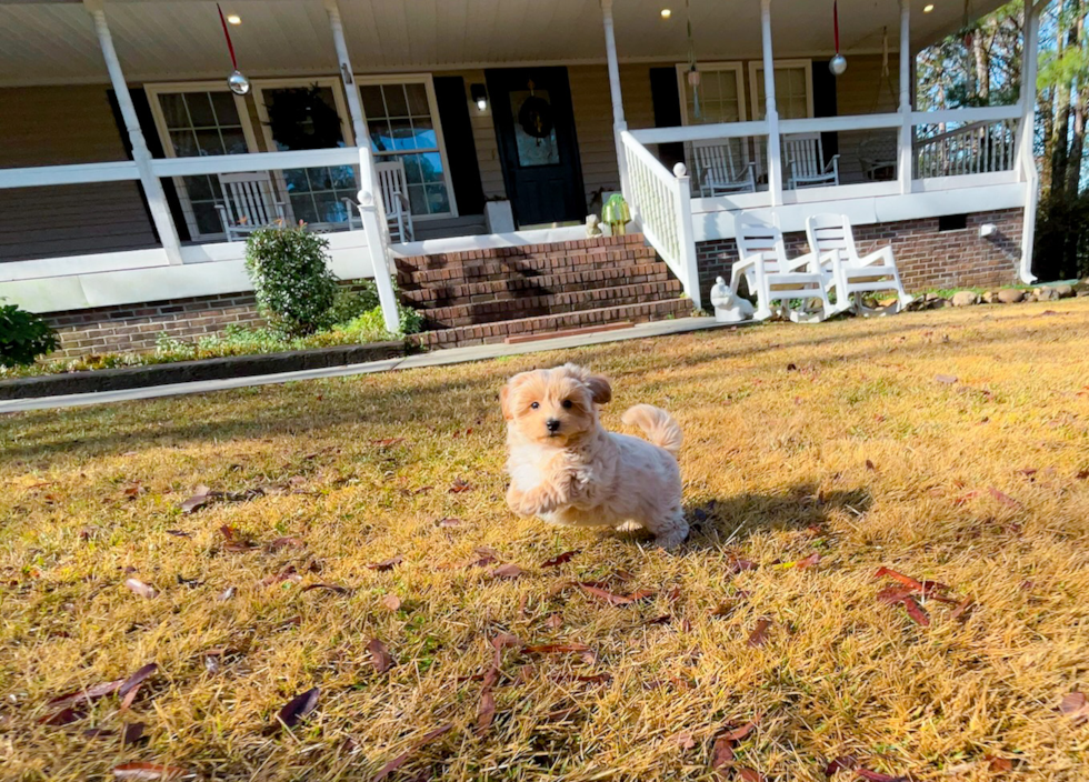 Cute Malt a Poo Poodle Mix Puppy