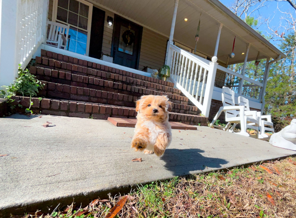 Cute Maltipoo Baby