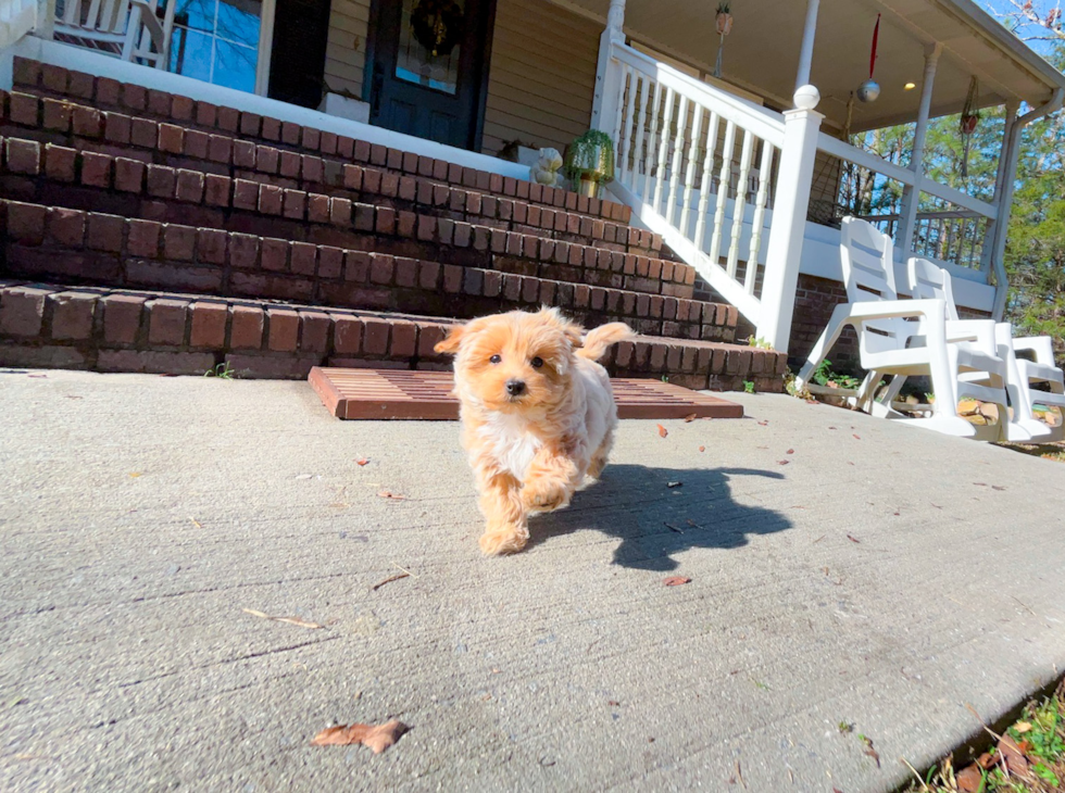 Cute Maltipoo Poodle Mix Pup