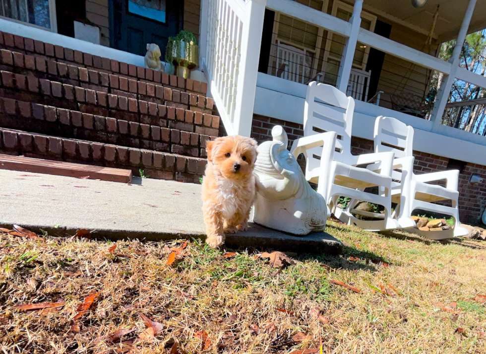 Maltipoo Pup Being Cute