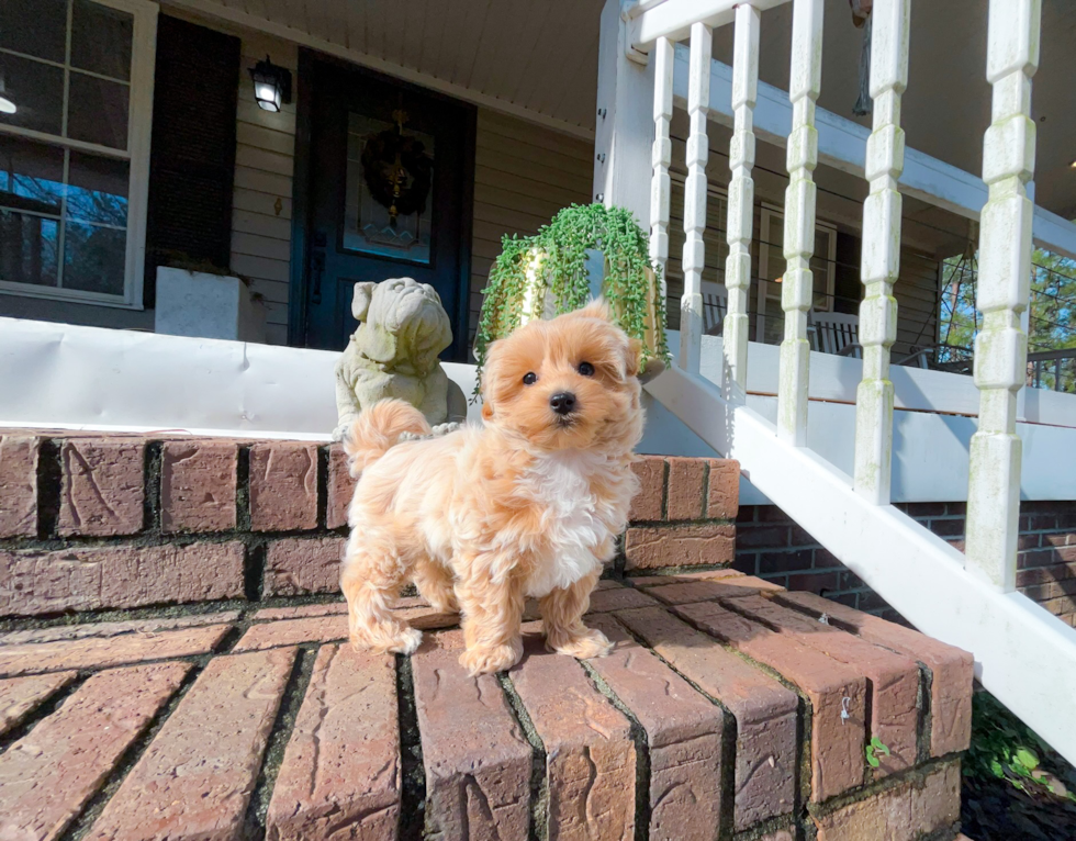 Cute Maltipoo Poodle Mix Pup