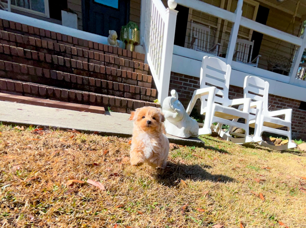 Maltipoo Puppy for Adoption