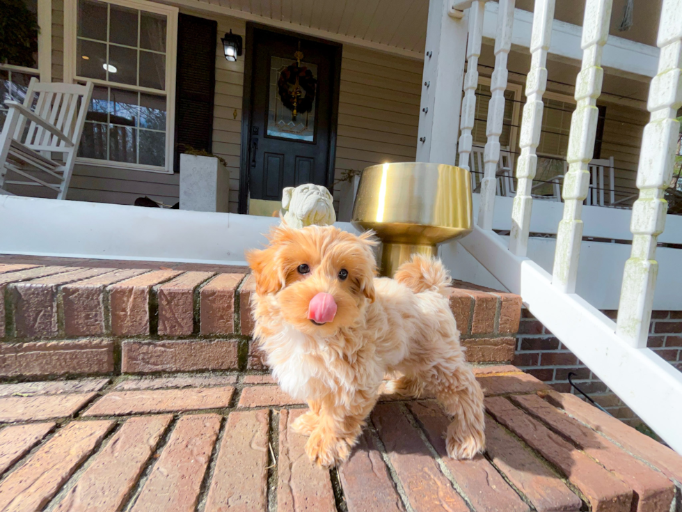 Cute Maltipoo Poodle Mix Pup