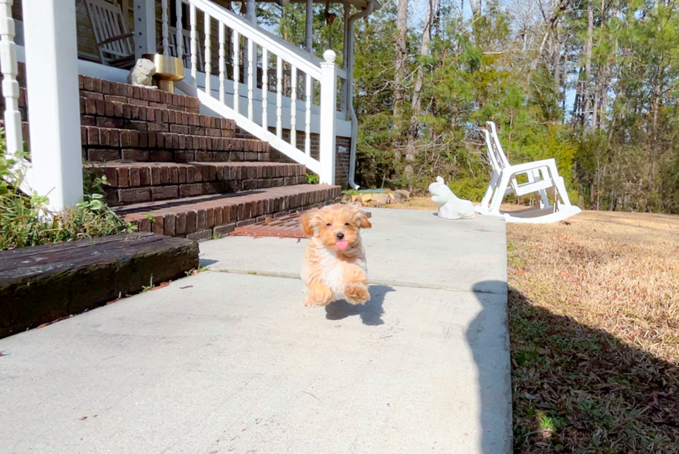Cute Malt a Poo Poodle Mix Puppy