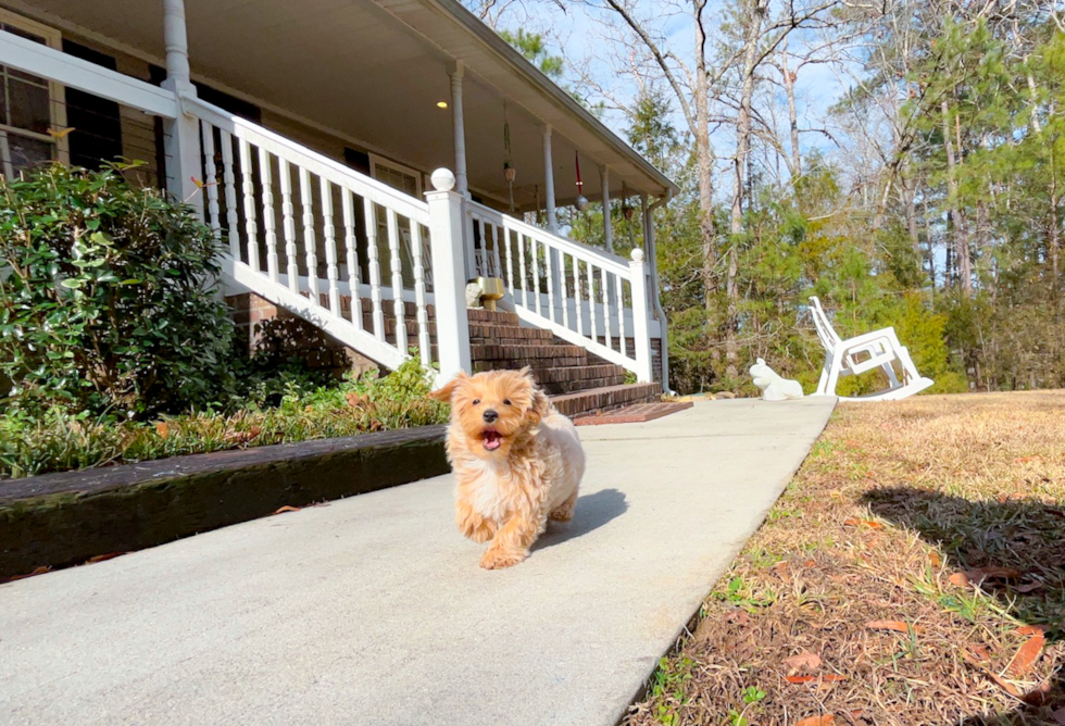 Cute Maltipoo Poodle Mix Pup