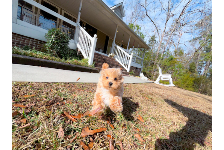 Best Maltipoo Baby