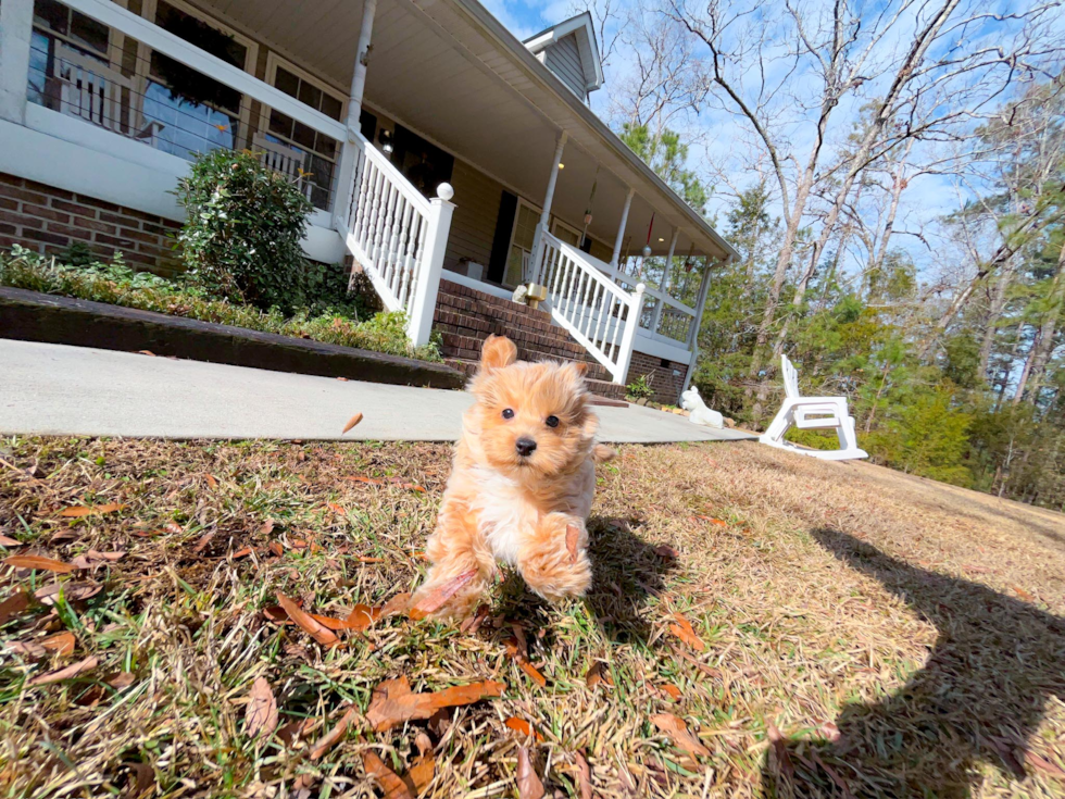 Best Maltipoo Baby