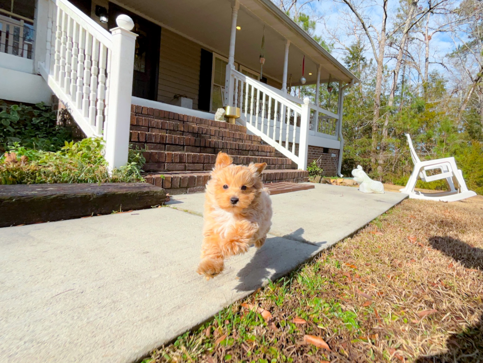 Maltipoo Puppy for Adoption