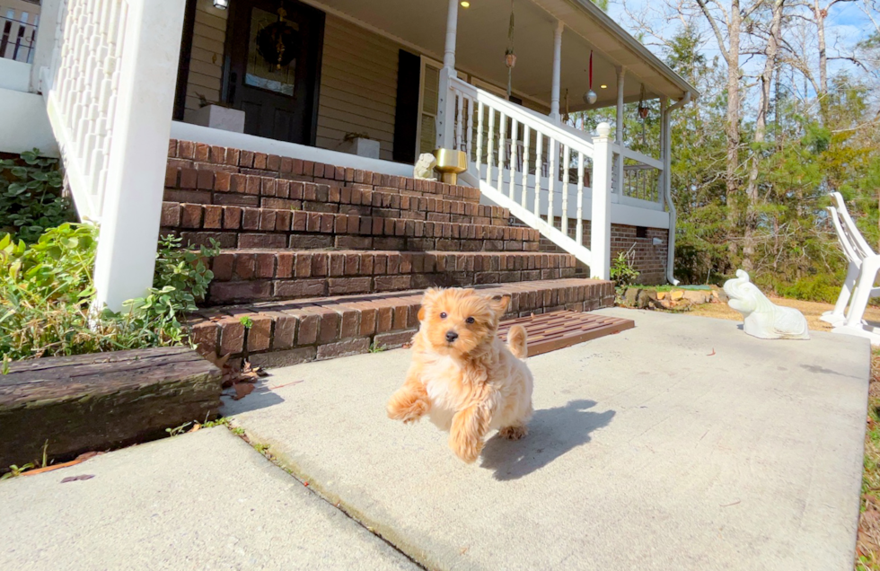 Cute Maltipoo Poodle Mix Pup