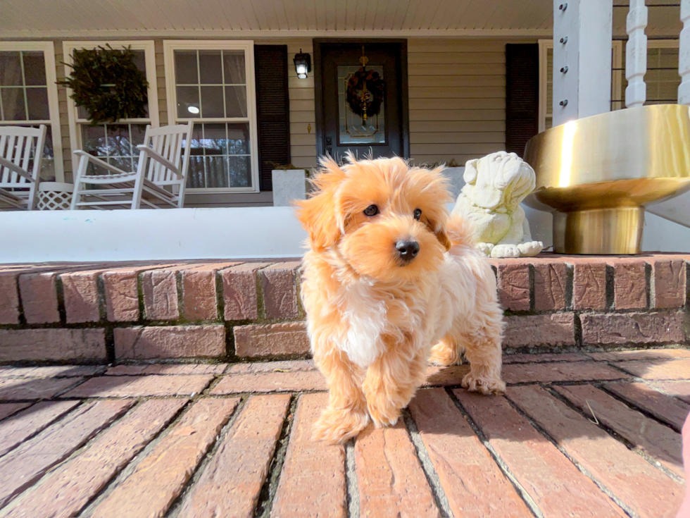 Maltipoo Puppy for Adoption