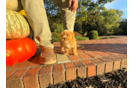 Cute Maltipoo Poodle Mix Pup