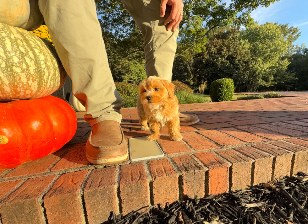 Cute Maltipoo Poodle Mix Pup