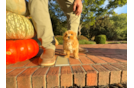 Best Maltipoo Baby