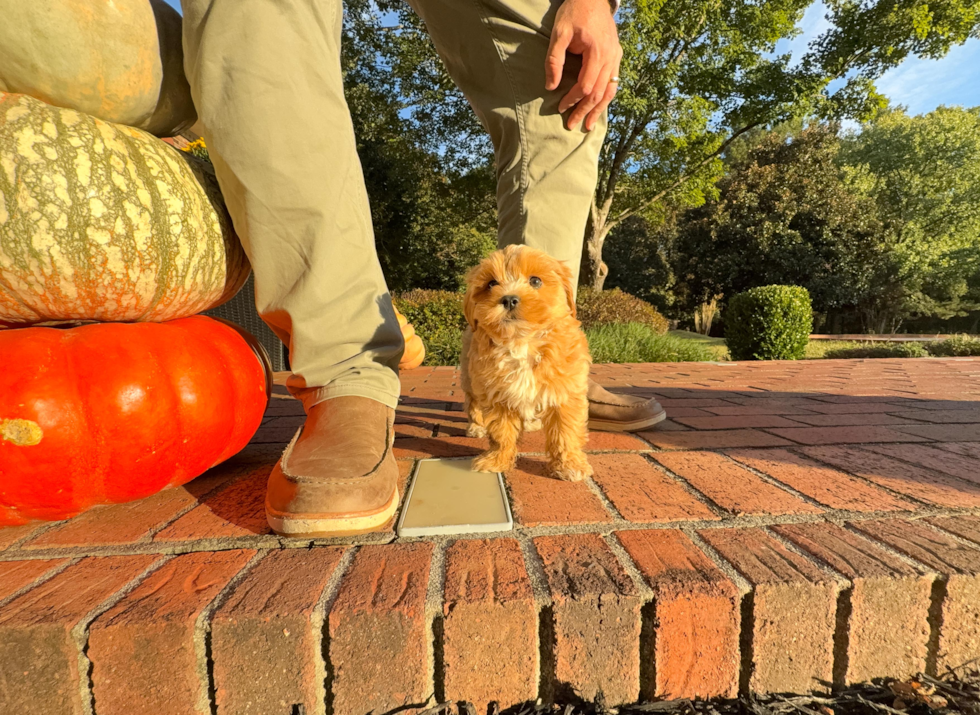 Best Maltipoo Baby