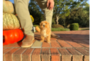 Cute Maltipoo Poodle Mix Pup