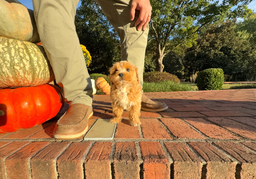 Cute Maltipoo Poodle Mix Pup