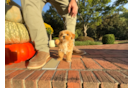 Best Maltipoo Baby