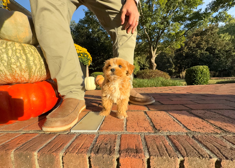 Best Maltipoo Baby