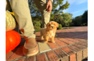 Best Maltipoo Baby