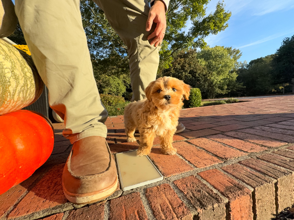 Best Maltipoo Baby