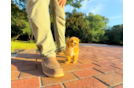 Cute Maltipoo Baby