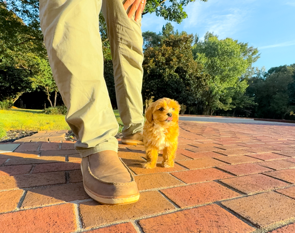 Cute Maltipoo Baby