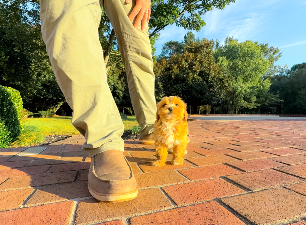 Maltipoo Pup Being Cute