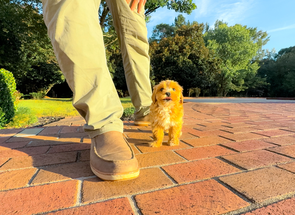 Cute Maltipoo Poodle Mix Pup
