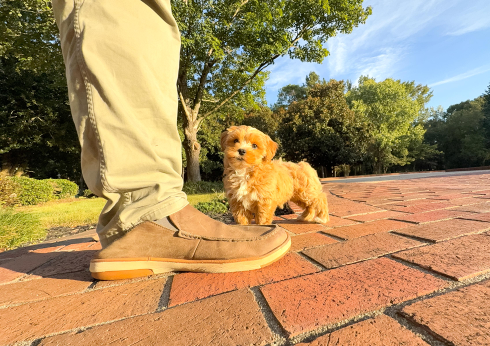 Maltipoo Pup Being Cute