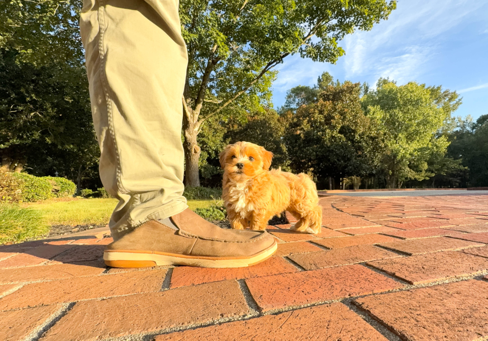 Best Maltipoo Baby